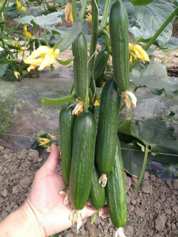 High Yield Hybrid F1 Cucumber Seeds For Growing-Rich Yield No.1