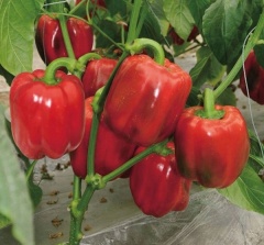 High Grade High Disease Resistance F1 Red Sweet Pepper Seeds-Noble Lord