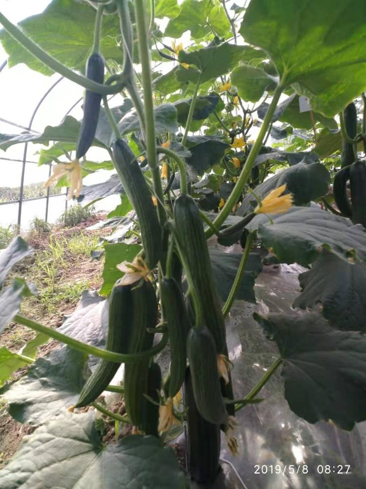 High Yield Hybrid F1 Cucumber Seeds For Growing-Rich Yield No.1