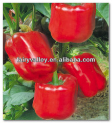 High Grade High Disease Resistance F1 Red Sweet Pepper Seeds-Noble Lord