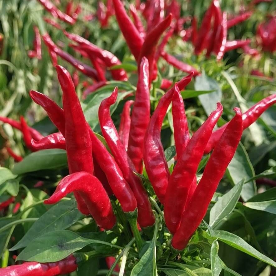 F1 Red Cluster Pepper Chilli Seeds Vegetable Seeds For Growing-Sky King Star No.2