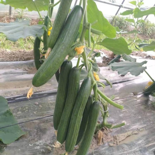 High Yield Hybrid F1 Cucumber Seeds For Growing-Rich Yield No.1