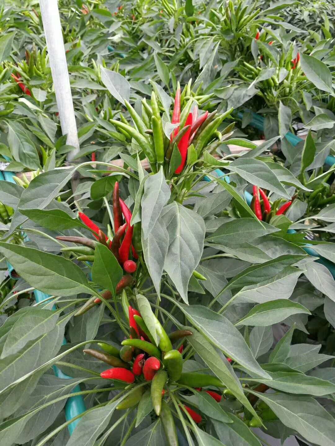 F1 Red Cluster Pepper Chilli Seeds Vegetable Seeds For Growing-Sky King Star No.2