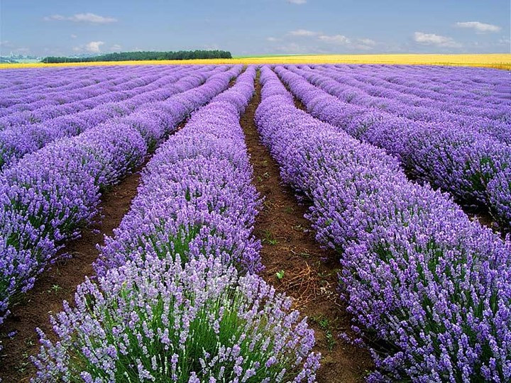 Lavandula angustifolia (Lavender)