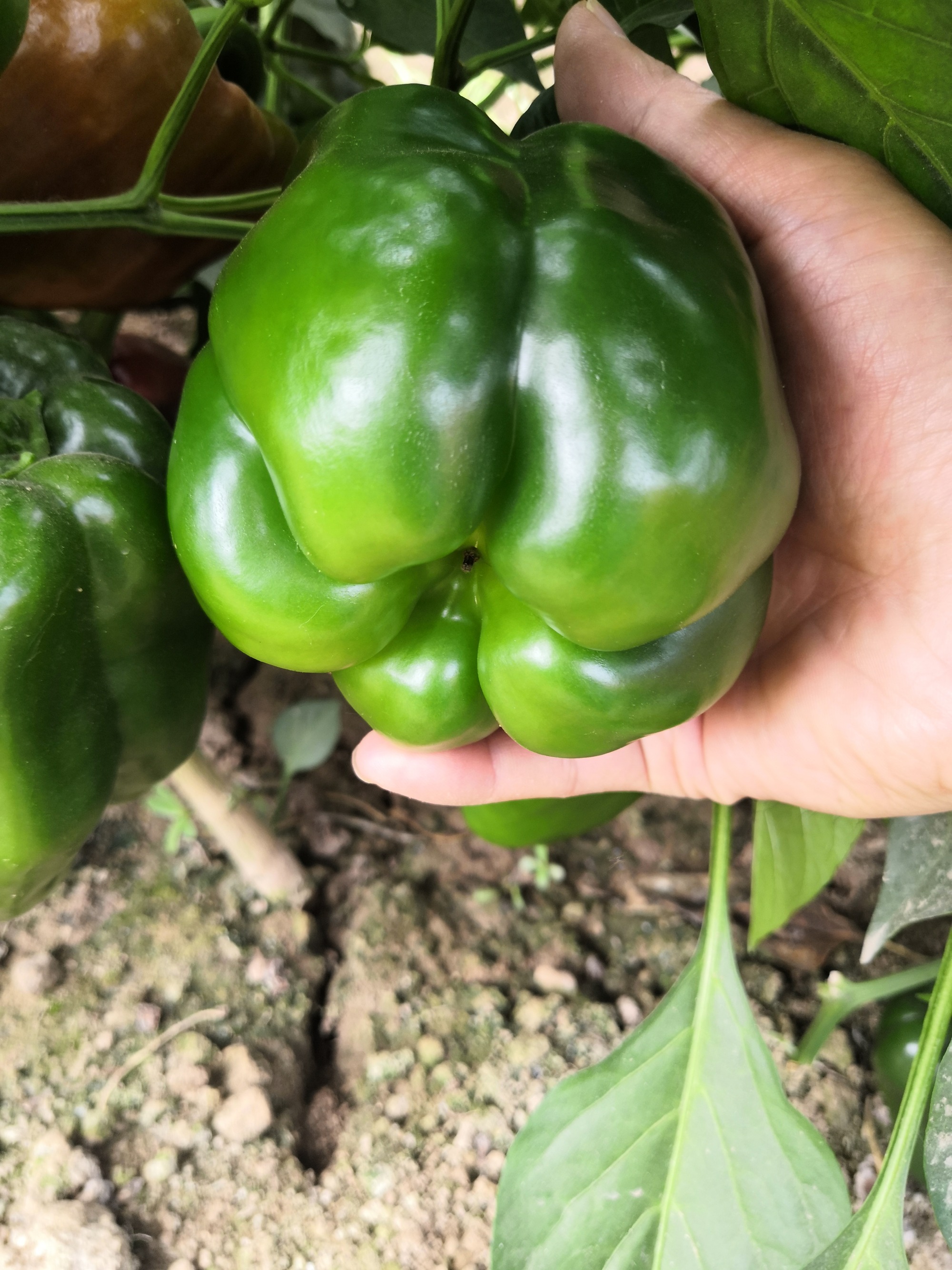 Motley Crew sweet pepper; buy your seed here - Sea Spring Seeds