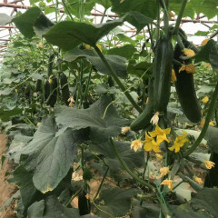 Hybrid F1 High Yield Vegetable Seeds Fruit Cucumber Seeds for growing-Rich Lord No.4