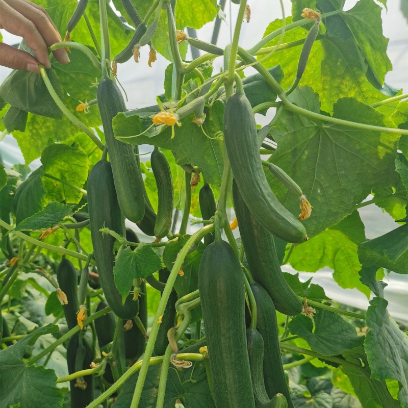 Hybrid F1 High Yield Vegetable Seeds Fruit Cucumber Seeds for growing-Rich Lord No.4
