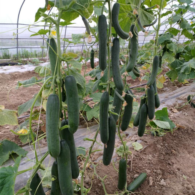 High Yield Vegetable Seeds Fruit Cucumber Seeds for growing-Rich Lord No.2