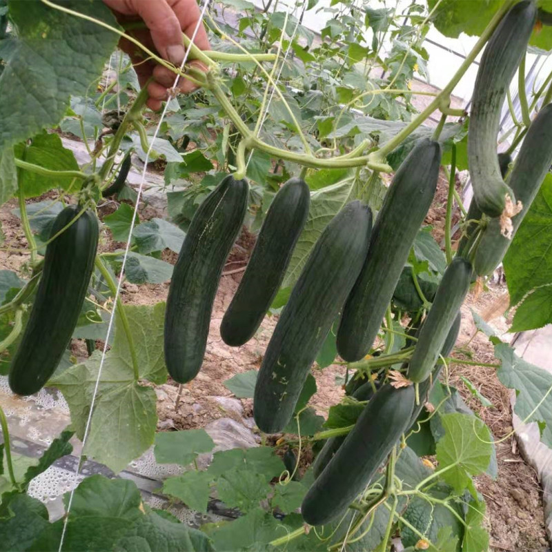 High Yield Vegetable Seeds Fruit Cucumber Seeds for growing-Rich Lord No.2