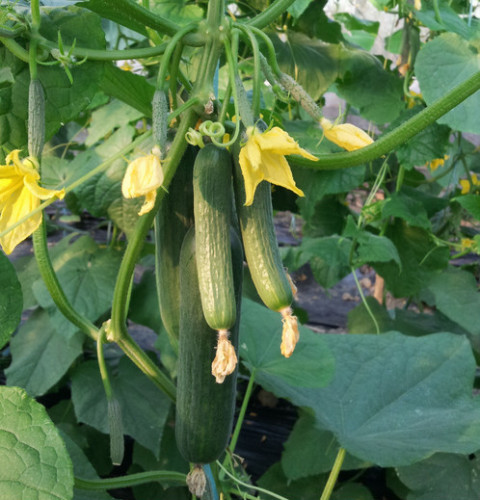 High Yield Vegetable Seeds F1 Netherlands Cucumber Seeds For Cultivation-Rich Lord No.1