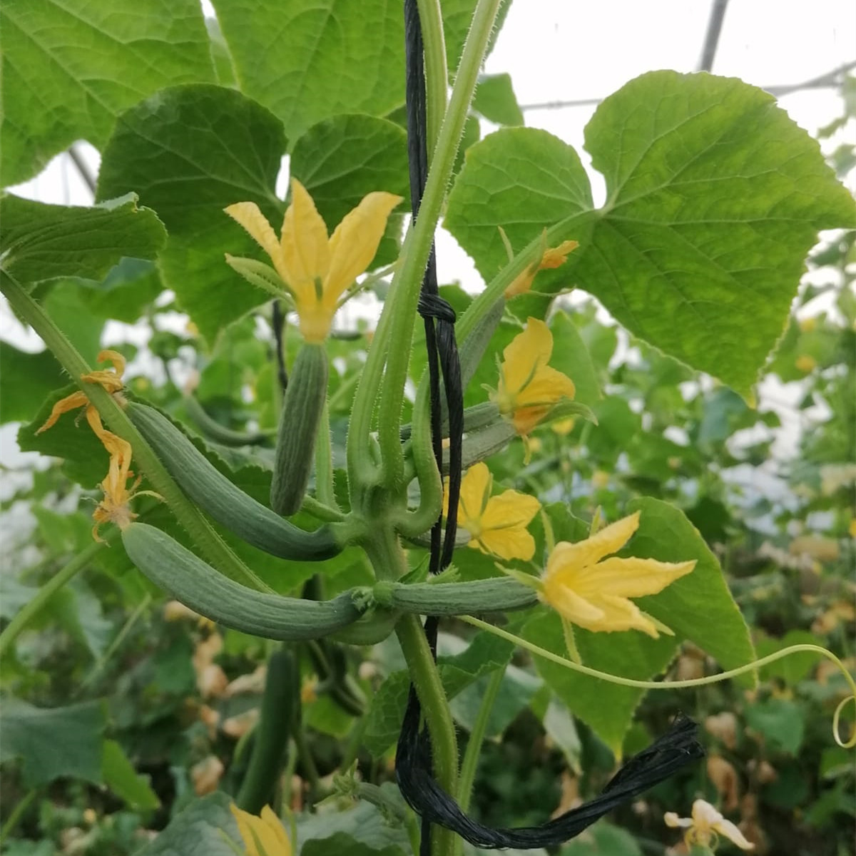 High Yield Vegetable Seeds F1 Netherlands Cucumber Seeds For Cultivation-Rich Lord No.1