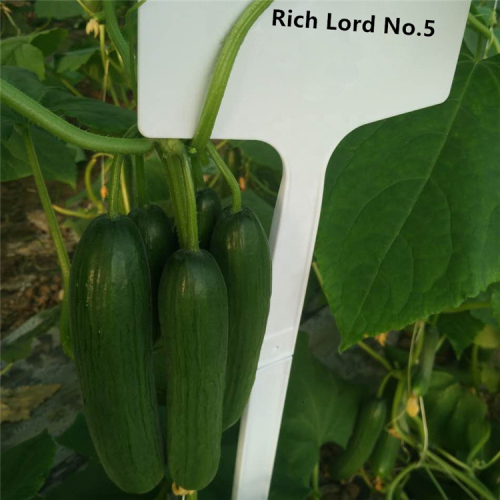 F1 Fruit Cucumber Seeds for growing-Rich Lord No.5
