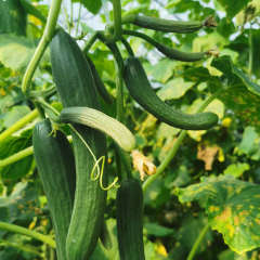 Hybrid Over summering High Temperature Resistant F1 Cucumber Seeds-Hot King No.2