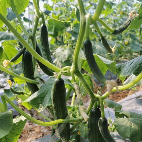 Hybrid Over summering High Temperature Resistant F1 Cucumber Seeds-Hot King No.2
