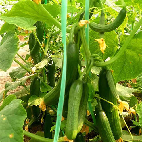 Hybrid Over summering High Temperature Resistant F1 Cucumber Seeds-Hot King No.2