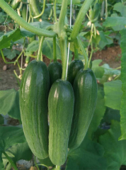 F1 Fruit Cucumber Seeds for growing-Rich Lord No.5