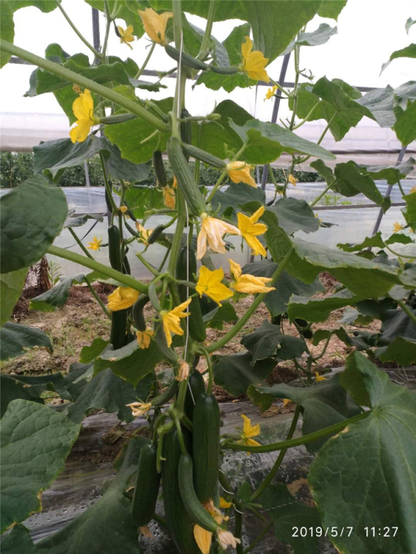F1 Fruit Cucumber Seeds for growing-Rich Lord No.5