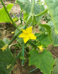 F1 Cucumber Seeds-Rich Lord No.7
