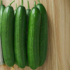F1 Cucumber Seeds-Rich Lord No.7