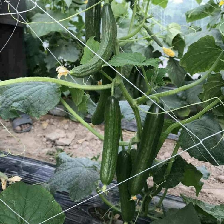 F1 Heat Resistance Summer Cucumber Seeds For Growing-Hot King No.1