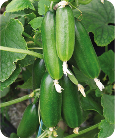Chinese F1 Mini Cucumber Seeds For Cultivation-Mini Lord No.2