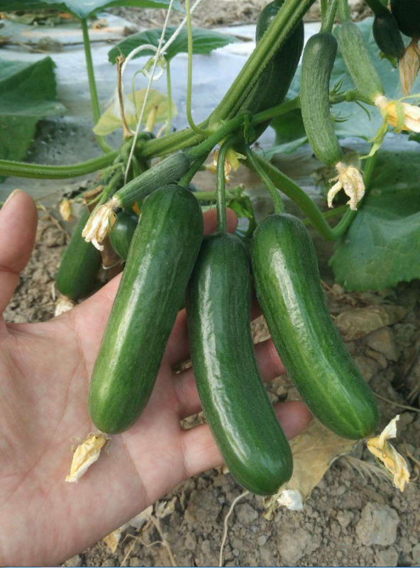 Hot Sale F1 Fruit Mini Cucumber Seeds-Mini Lord No.1