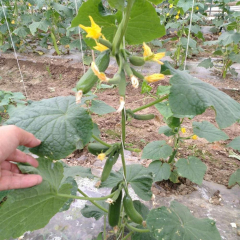 Chinese F1 Mini Cucumber Seeds For Cultivation-Mini Lord No.2