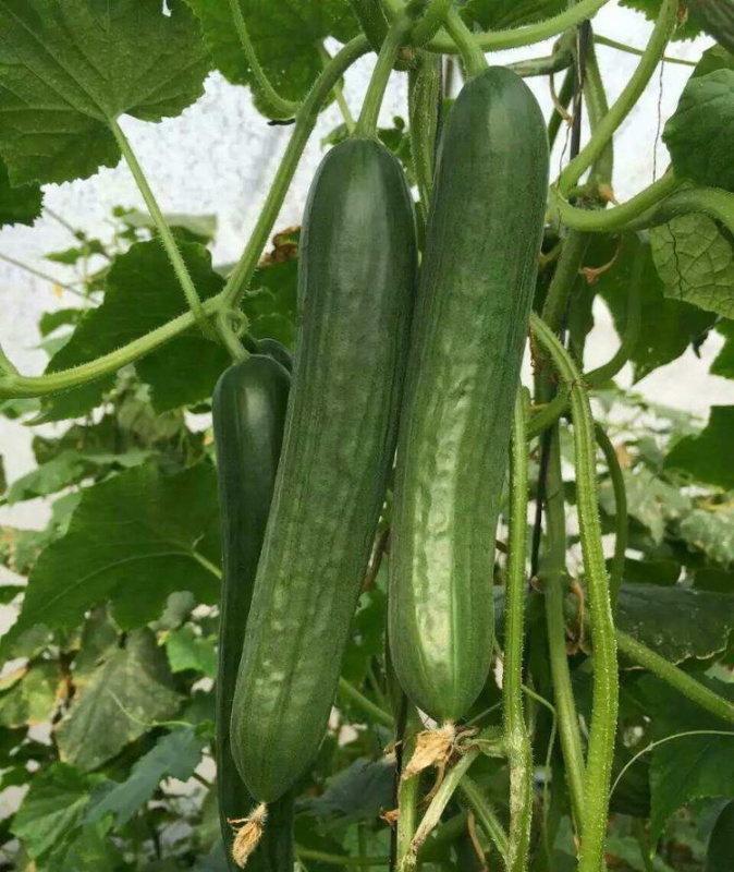 F1 Heat Resistance Summer Cucumber Seeds For Growing-Hot King No.1