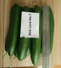 F1 Cucumber Seeds-Rich Lord No.7