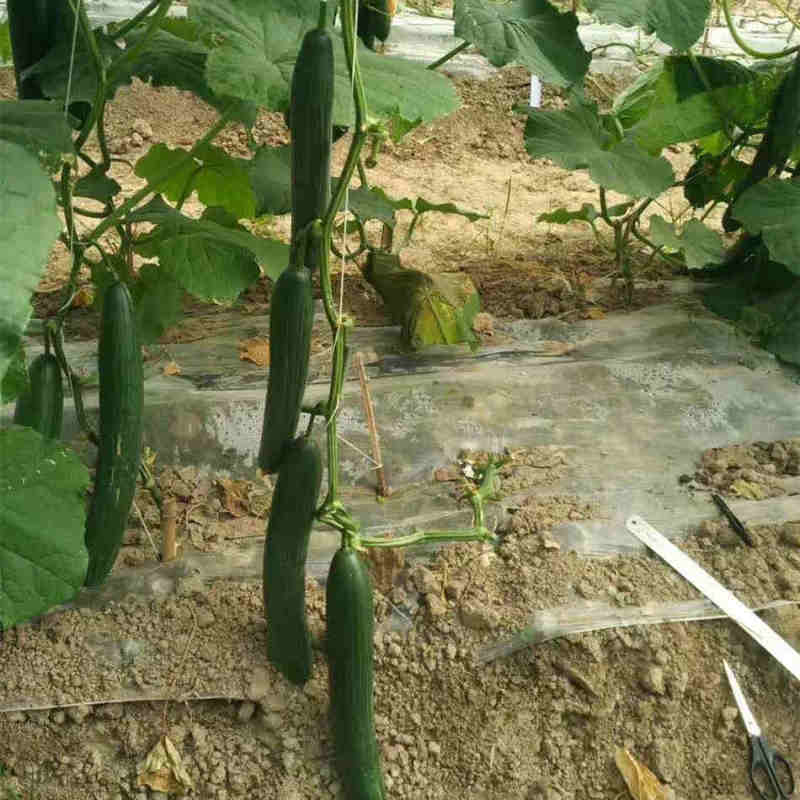 Hot Sale Long F1 Cucumber Seeds - Netherlands King