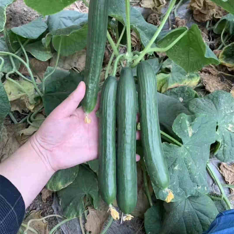 High Yield F1 Cucumber Seeds-Rich Lord No.6