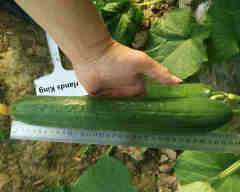 Hot Sale Long F1 Cucumber Seeds - Netherlands King