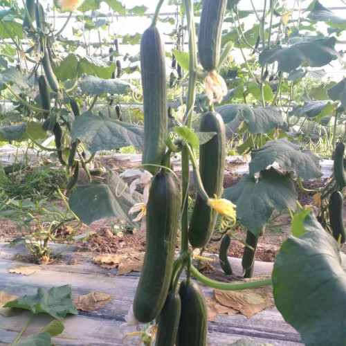 High Yield Fruit Cucumber Seeds for growing-Rich Lord No.3