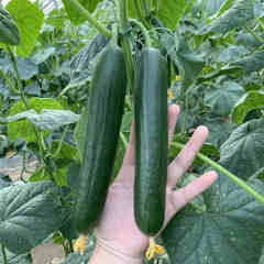 High Yield F1 Cucumber Seeds-Rich Lord No.6