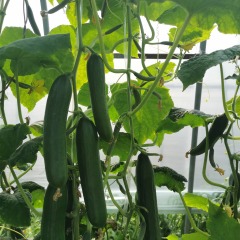 High Yield Fruit Cucumber Seeds for growing-Rich Lord No.3