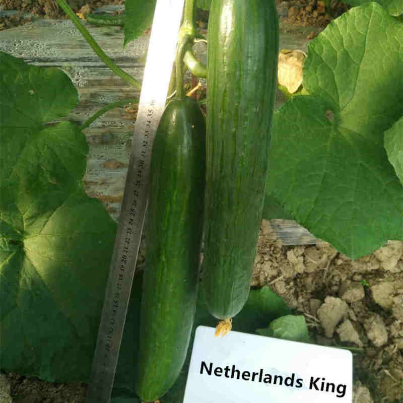 Hot Sale Long F1 Cucumber Seeds - Netherlands King