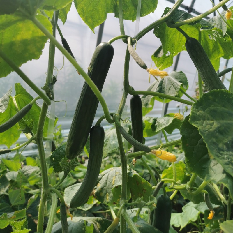 High Yield Fruit Cucumber Seeds for growing-Rich Lord No.3