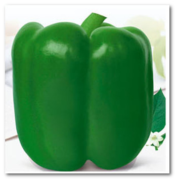 F1 Top Quality Bell Sweet Peppers Seeds-Big Saint