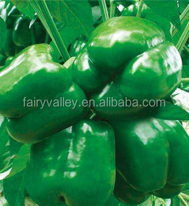 F1 Top Quality Bell Sweet Peppers Seeds-Big Saint