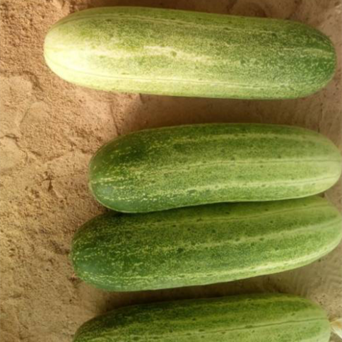 F1 Cucumber Seeds - Elite No.3