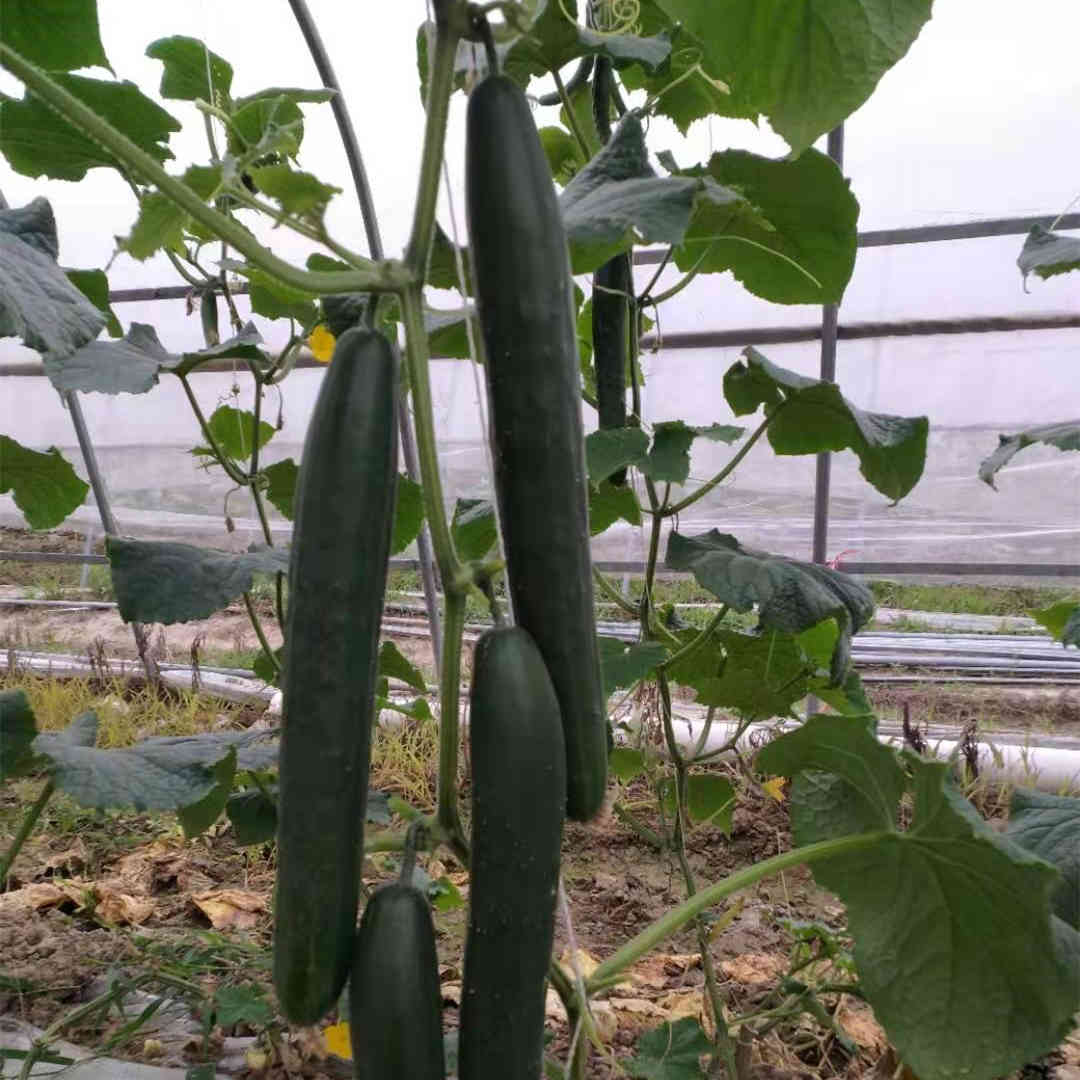 F1 Cucumber Seeds - Japanese King