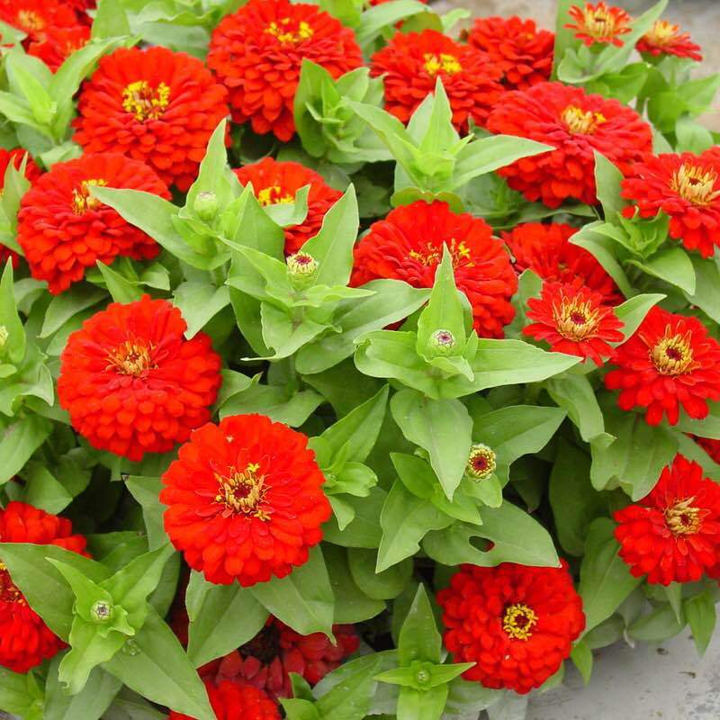 F1 All Colors Of Zinnia Seeds for Pot growing