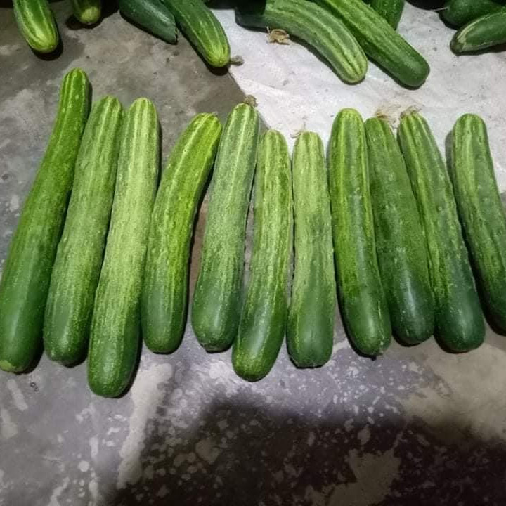 F1 Cucumber Seeds - Elite No.4