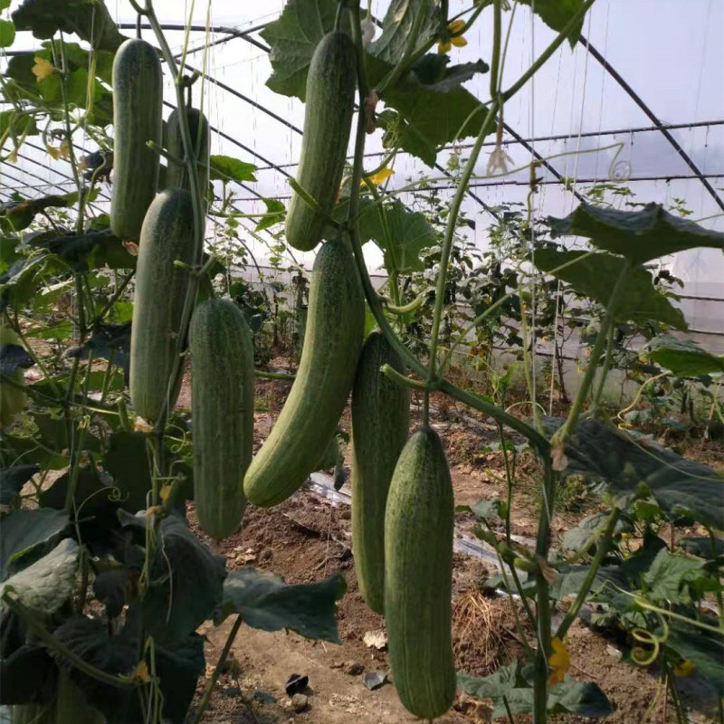 F1 Cucumber Seeds - Elite No.4