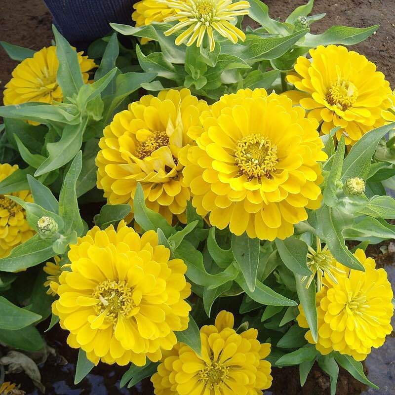 F1 All Colors Of Zinnia Seeds for Pot growing