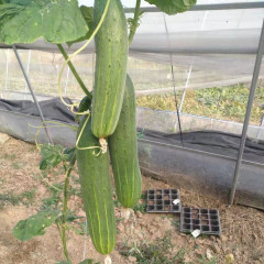 F1 Cucumber Seeds - Elite No.2