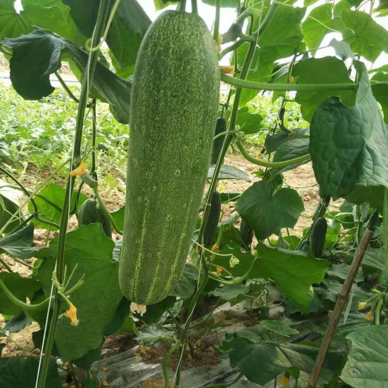 F1 Cucumber Seeds - Elite No.1