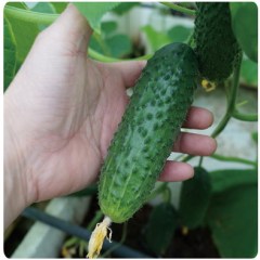 F1 Cucumber Seeds - Rich Lord No.601