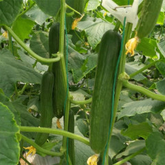 F1 Cucumber Seeds-Netherlands Green Crisp