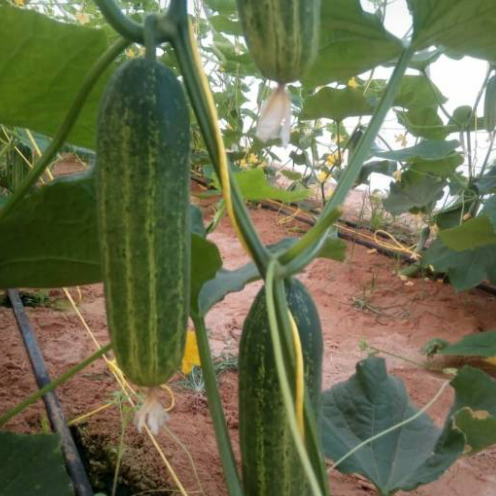 F1 Cucumber Seeds - Elite No.3